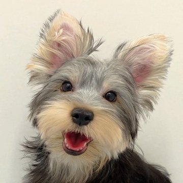 ヨークシャーテリア【愛知県・男の子・2025年5月21日・スチールブルー&タン】の写真「優しい性格でぽっちゃり体型【三男】」