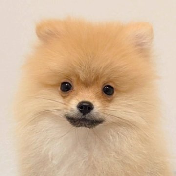 ポメラニアン【愛知県・男の子・2025年9月7日・オレンジ】の写真「きれいな毛色の長男君♪」