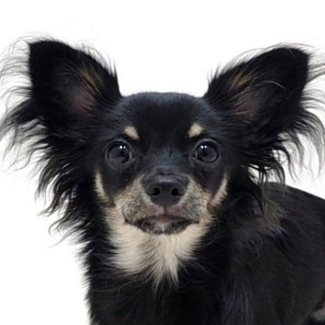 チワワ(ロング)【愛知県・男の子・2025年5月31日・ブラックタン&ホワイト】の写真「優しいお顔の男の子【長男】」