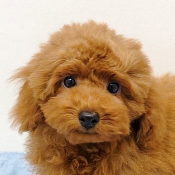 トイプードル(トイ)【愛知県・男の子・2025年7月25日・レッド】の写真「童顔がかわいい長男君♪」