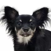 チワワ(ロング)