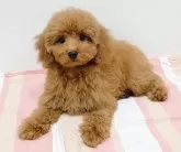 トイプードル(トイ)【愛知県・女の子・2025年7月25日・レッド】の写真3