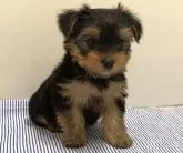 ヨークシャーテリア【愛知県・男の子・2025年1月17日・スチールブルー&タン】の写真5