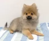 ポメラニアン【愛知県・男の子・2025年9月7日・オレンジセーブル】の写真5