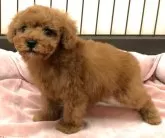 トイプードル(トイ)【愛知県・男の子・2024年11月20日・レッド】の写真6