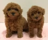 トイプードル(トイ)【愛知県・男の子・2025年1月30日・レッド】の写真7「右の子です☆」