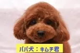 トイプードル(トイ)【愛知県・男の子・2025年7月3日・レッド】の写真9「パパ犬☆」