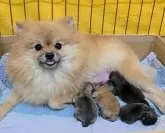 ポメラニアン【愛知県・男の子・2025年9月7日・オレンジセーブル】の写真8「生後１日目☆」