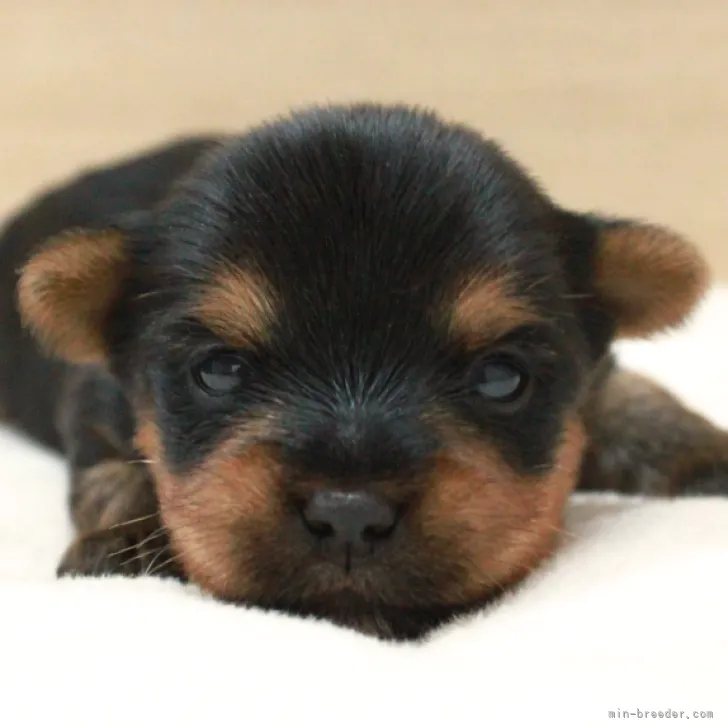 ヨークシャーテリア【愛知県・男の子・2023年4月28日・スチールブルー&amp;タン】の写真1「5/15撮影」