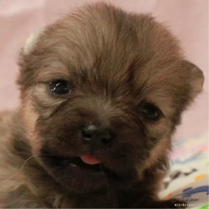 ID:2312-06726の子犬