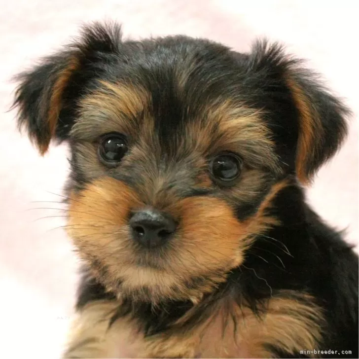 ID:2404-06952の子犬