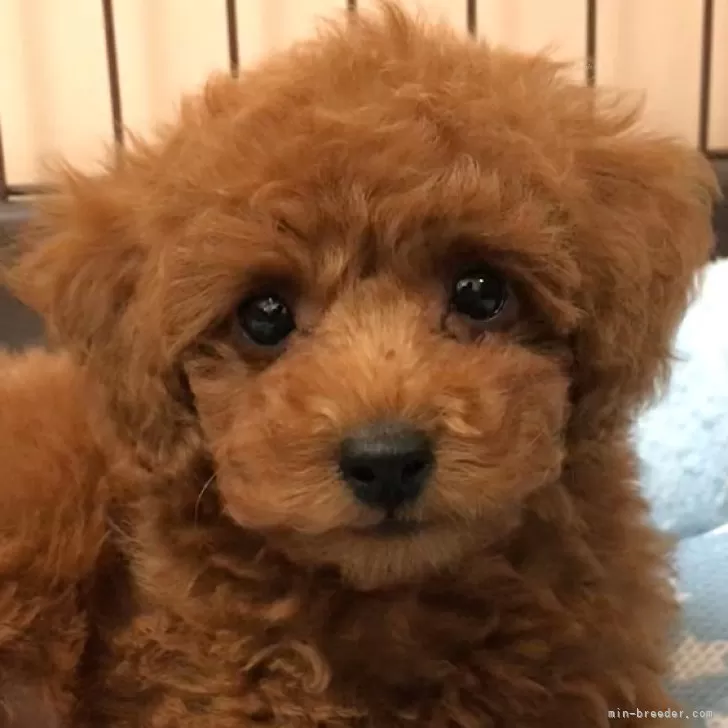 ID：2408-07463の子犬