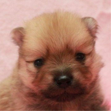 ポメラニアン【愛知県・男の子・2023年12月4日・オレンジ】の写真「顔立ちハッキリのぽっちゃり君☆」