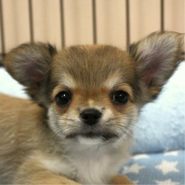 チワワ(ロング)【愛知県・男の子・2024年5月10日・レッド】の写真「愛嬌抜群☆」