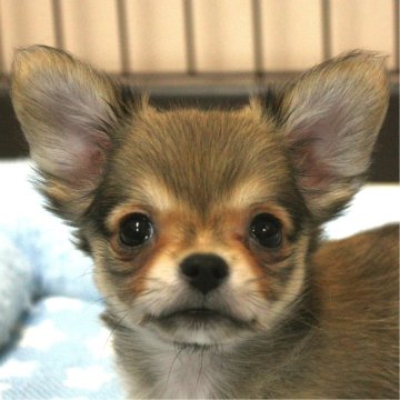 チワワ(ロング)【愛知県・男の子・2024年5月10日・レッド】の写真「無邪気で元気いっぱい☆」