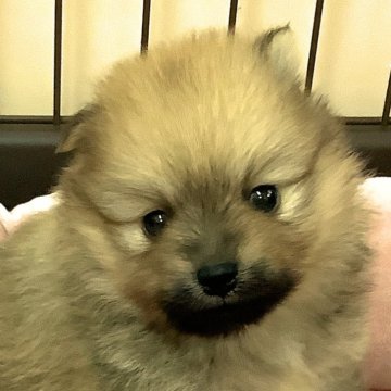 ポメラニアン【愛知県・男の子・2024年9月11日・オレンジ】の写真「ぽっちゃり甘えん坊君」