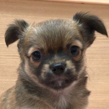 チワワ(ロング)【愛知県・男の子・2024年6月23日・レッド】の写真「まるまるぽっちゃり君♪」