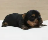 ヨークシャーテリア【愛知県・男の子・2023年4月28日・スチールブルー&タン】の写真3「5/15撮影」