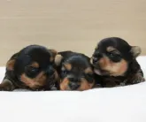 ヨークシャーテリア【愛知県・男の子・2023年4月28日・スチールブルー&タン】の写真4「5/15撮影　左の子です☆」