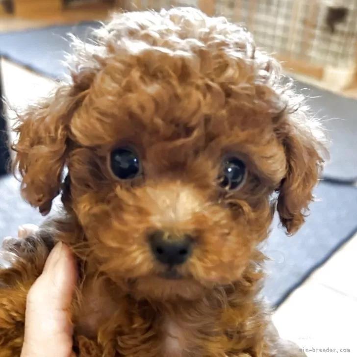 ID：2506-00777の子犬