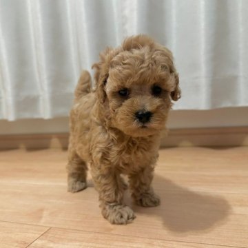 トイプードル(トイ)【兵庫県・女の子・2024年8月5日・アプリコット】の写真「美人です😀」