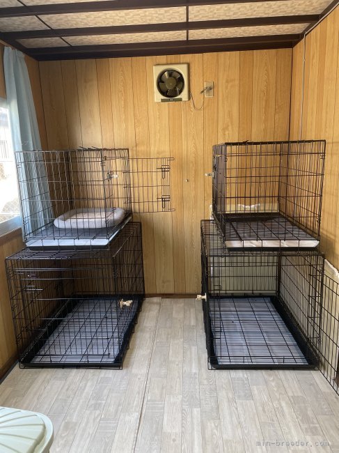 小型犬部屋で冷暖房完備です｜根本　慎吾(ねもと　しんご)ブリーダー(茨城県・シベリアンハスキーなど・日本犬保存会登録)の紹介写真9