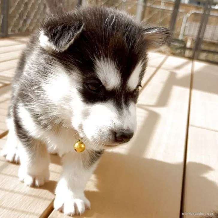 ID:2503-07273の子犬
