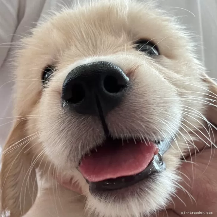 ゴールデンレトリバー【茨城県・女の子・2025年9月20日・ゴールデン】の写真1