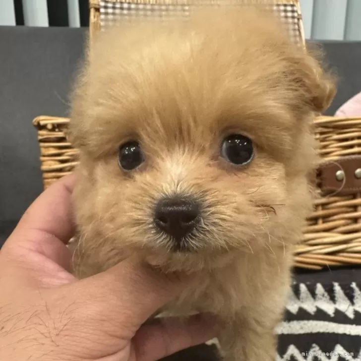 ID：2510-07538の子犬