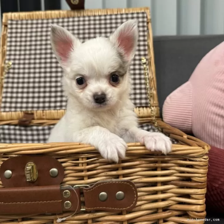 チワワ(ロング)【茨城県・男の子・2025年9月5日・パーティカラー】の写真1「イケメン君です✨」