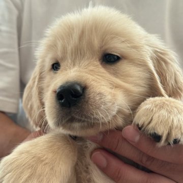 ゴールデンレトリバー【茨城県・男の子・2025年9月20日・ゴールデン】の写真「良血統の可愛い男の子🩷」