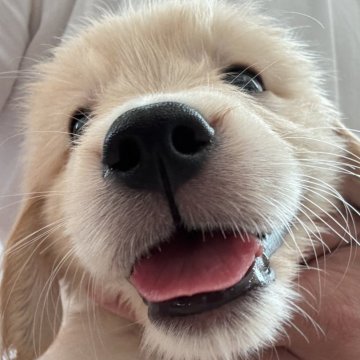 ゴールデンレトリバー【茨城県・女の子・2025年9月20日・ゴールデン】の写真「良血統の可愛い女の子🩷」