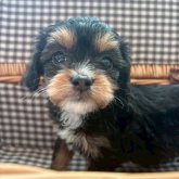 チワプー(チワワ×トイプードル)