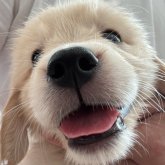 ゴールデンレトリバー