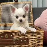 チワワ(ロング)【茨城県・男の子・2025年9月5日・パーティカラー】の写真1「イケメン君です✨」