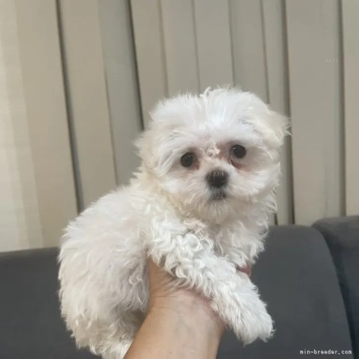 ID：2309-06714の子犬