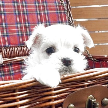 マルチーズ【東京都・女の子・2025年8月24日・ホワイト】の写真「陽気で可愛い女の子」