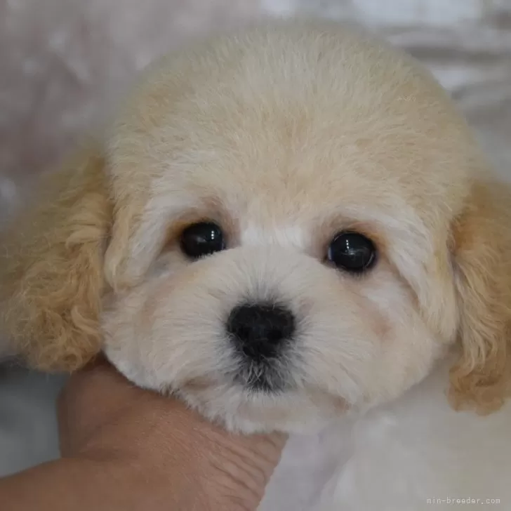 E.K 様のお迎えした子犬