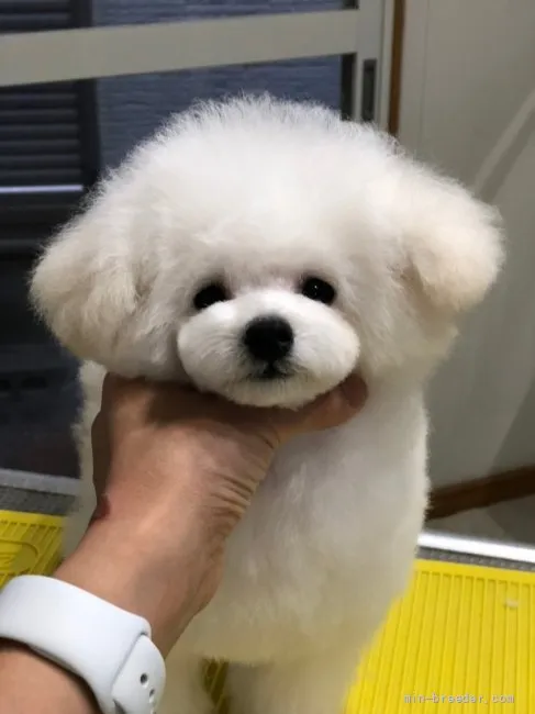 ゆな 様のお迎えした子犬