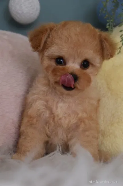 Y.Y 様のお迎えした子犬