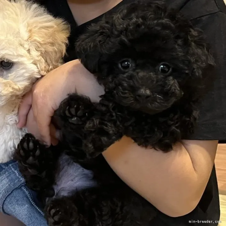 ID:2306-01072の子犬