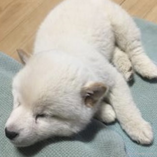 看板犬のゆきちゃん｜吉野　嗣治(よしの　つぐじ)ブリーダー(千葉県・トイプードルなど・JKC登録)の紹介写真4