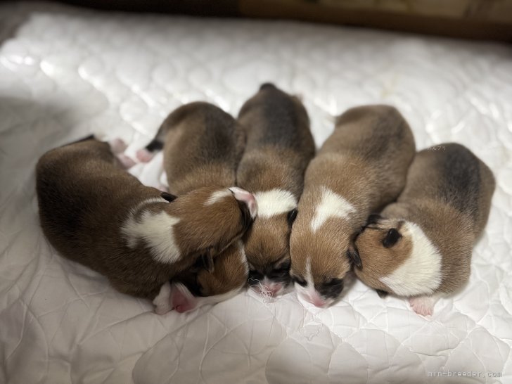 吉野嗣治ブリーダーのブログ：コーギーの5兄妹が産まれました💕