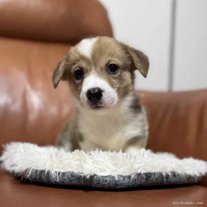 ID：2508-09127の子犬