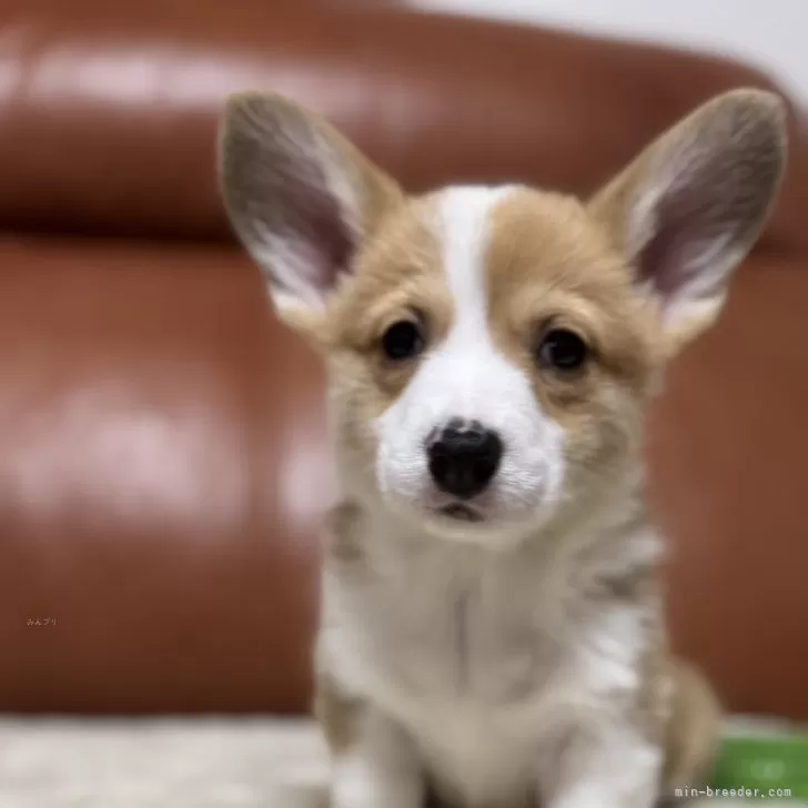 ID：2501-00732の子犬