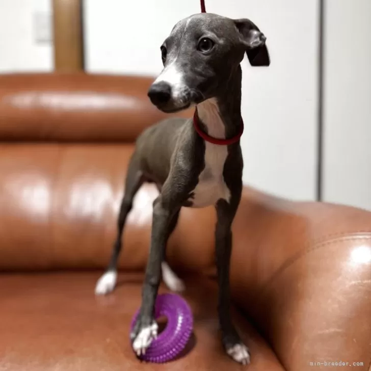 イタリアングレーハウンド【千葉県・男の子・2025年7月3日・ブルー&amp;ホワイト】の写真1