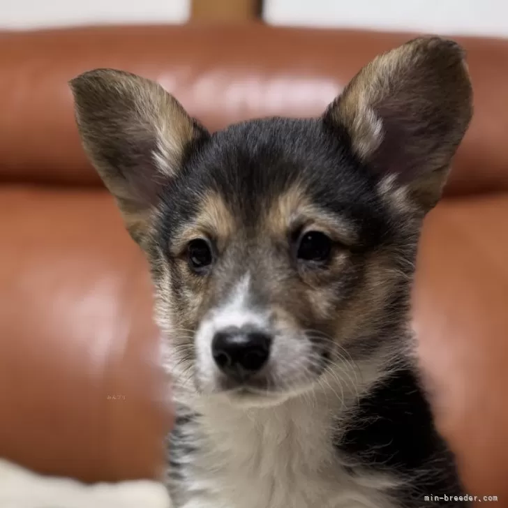 ID：2501-01697の子犬