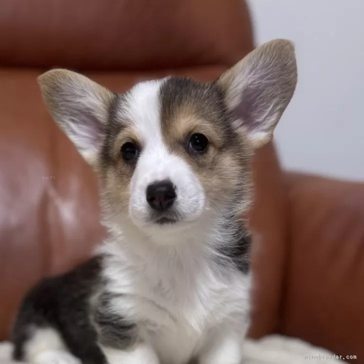 ID:2501-00727の子犬