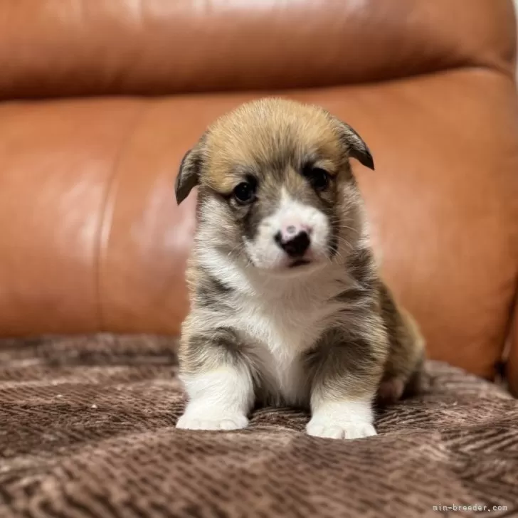 ウェルシュ・コーギー・ペンブローク【千葉県・男の子・2025年11月5日・レッドアンドホワイト】の写真1「優しい顔立ちです」