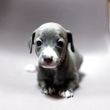 ミックス(イタリアングレーハウンド×イタプー)【千葉県・女の子・2025年10月1日・ブルーフォーン&ホワイト】の写真「甘えん坊の可愛い女の子です✨」